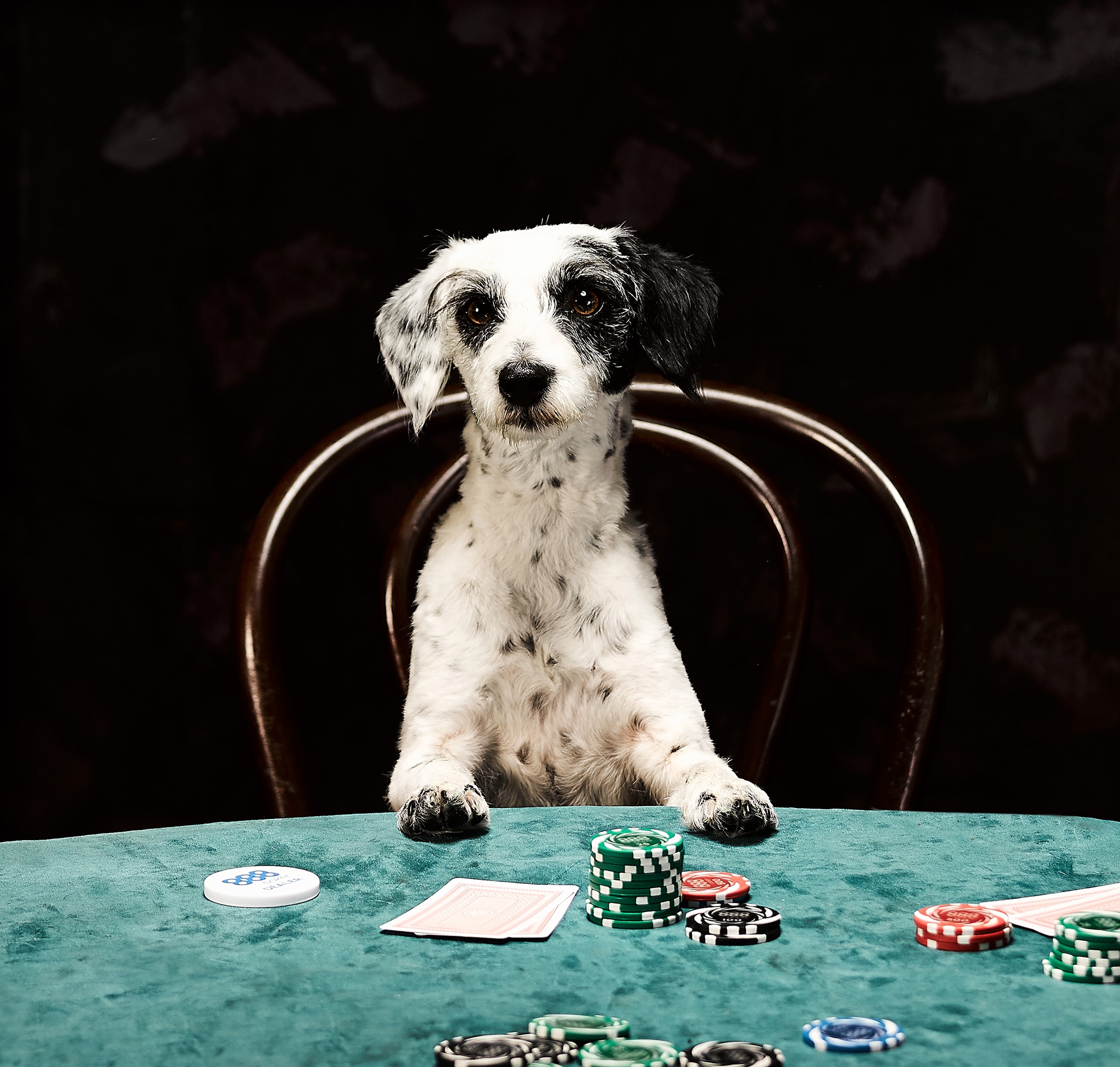 The Woof Series of Poker by 888poker 888 Poker Online